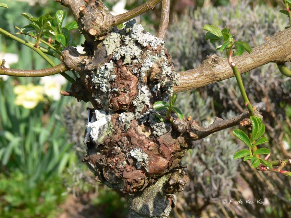 Bois des Moutiers (139) mars 2012
